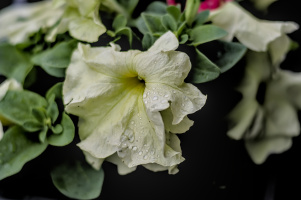petunia 2026.07 dt m1mII