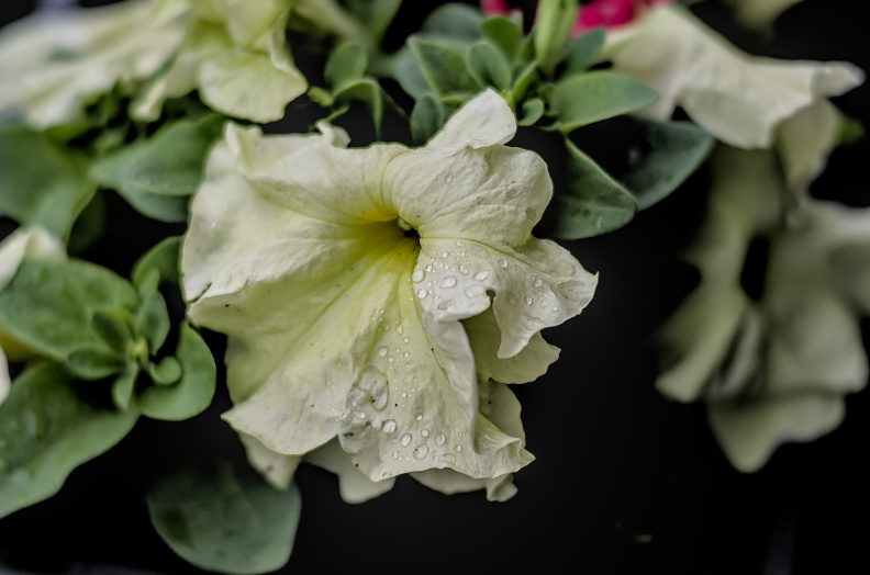 petunia 2026.07_dt_m1mII.jpg
