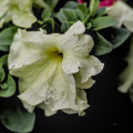petunia 2026.07 dt m1mII