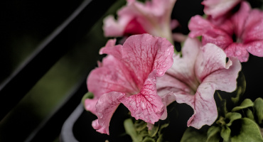 petunia 2026.08 dt m1mII