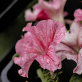petunia 2026.08 dt m1mII