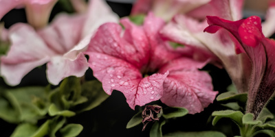 petunia 2026.10 dt m1mII