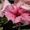 petunia 2026.10 dt m1mII