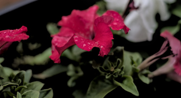 petunia 2026.09 dt m1mII