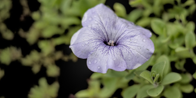 petunia 2026.11 dt m1mII
