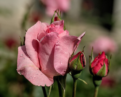 rosa centifolia 2026.33 dt