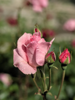 rosa centifolia 2026.34 dt