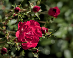 rosa centifolia 2026.35 dt