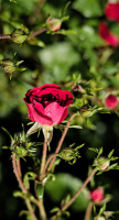 rosa centifolia 2026.36 dt