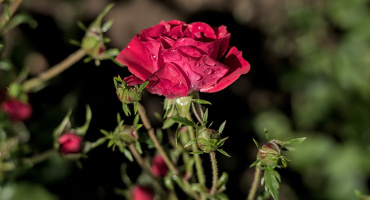 rosa centifolia 2026.37 dt