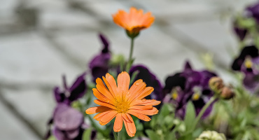 orange 2026.02 dt
