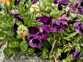 viola 2026.19 dt