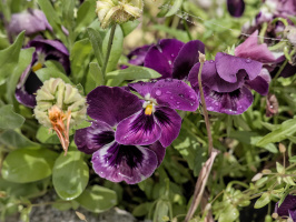 viola 2026.20 dt
