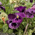 viola 2026.20 dt