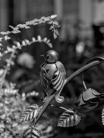 bird 2026.02 dt bw