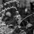 bird 2026.02 dt bw