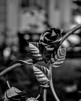 iron rose 2026.01 dt bw