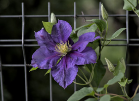 clematis 2026.02 dt