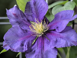 clematis 2026.03 dt