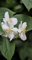 philadelphus 2026.04 dt