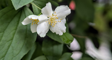 philadelphus 2026.05 dt