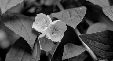philadelphus 2026.06 dt bw