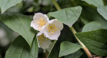 philadelphus 2026.06 dt