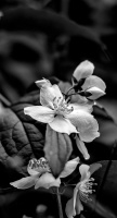 philadelphus 2026.08 dt bw