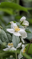 philadelphus 2026.08 dt