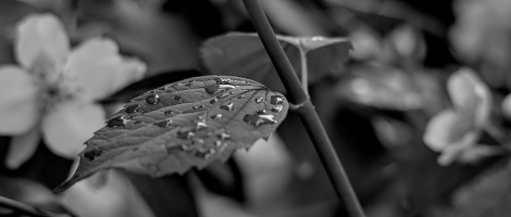 macro 2026.133 dt bw