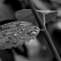 macro 2026.133 dt bw