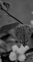 macro 2026.134 dt bw