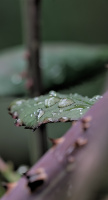 macro 2026.132 dt