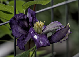 clematis 2026.04 dt (2)