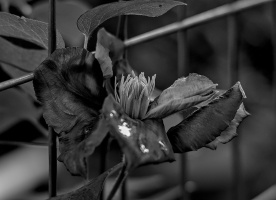 clematis 2026.04 dt bw (2)