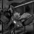 clematis 2026.04 dt bw (2)