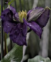 clematis 2026.05 dt