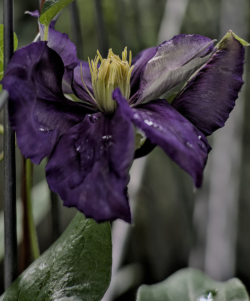 clematis 2026.05_dt.jpg