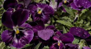 viola 2026.24 dt
