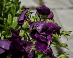 viola 2026.27 dt