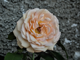 rosa centifolia 2026.39 dt