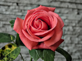 rosa centifolia 2026.41 dt