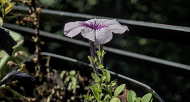 petunia 2026.07 dt