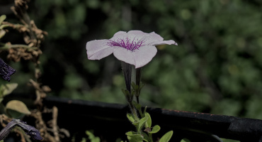 petunia 2026.08 dt
