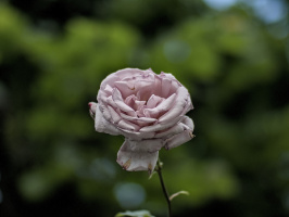 rosa centifolia 2026.42 dt