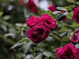 rosa centifolia 2026.43 dt
