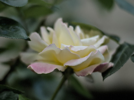 rosa centifolia 2026.44 dt