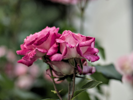 rosa centifolia 2026.45 dt