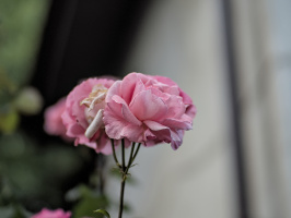rosa centifolia 2026.46 dt