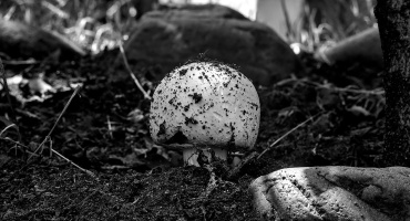 funghi 2026.02 dt bw